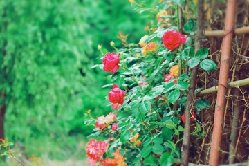 D9E8BF6E-67E6-4792-9956-F813DD3F4981/L0/001