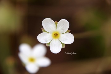 IMG_8409A