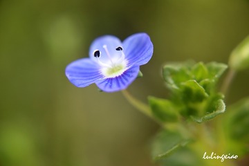 IMG_7427s