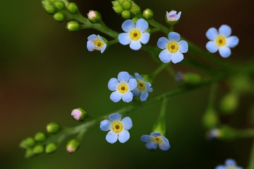 一种野花，很小很小。
