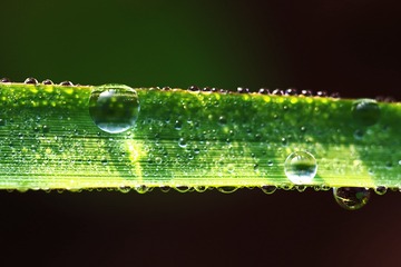露珠
