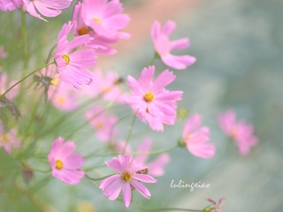 波斯菊