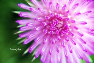 蓟花