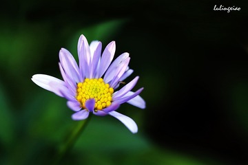 野花