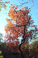 IMG_2147.JPG