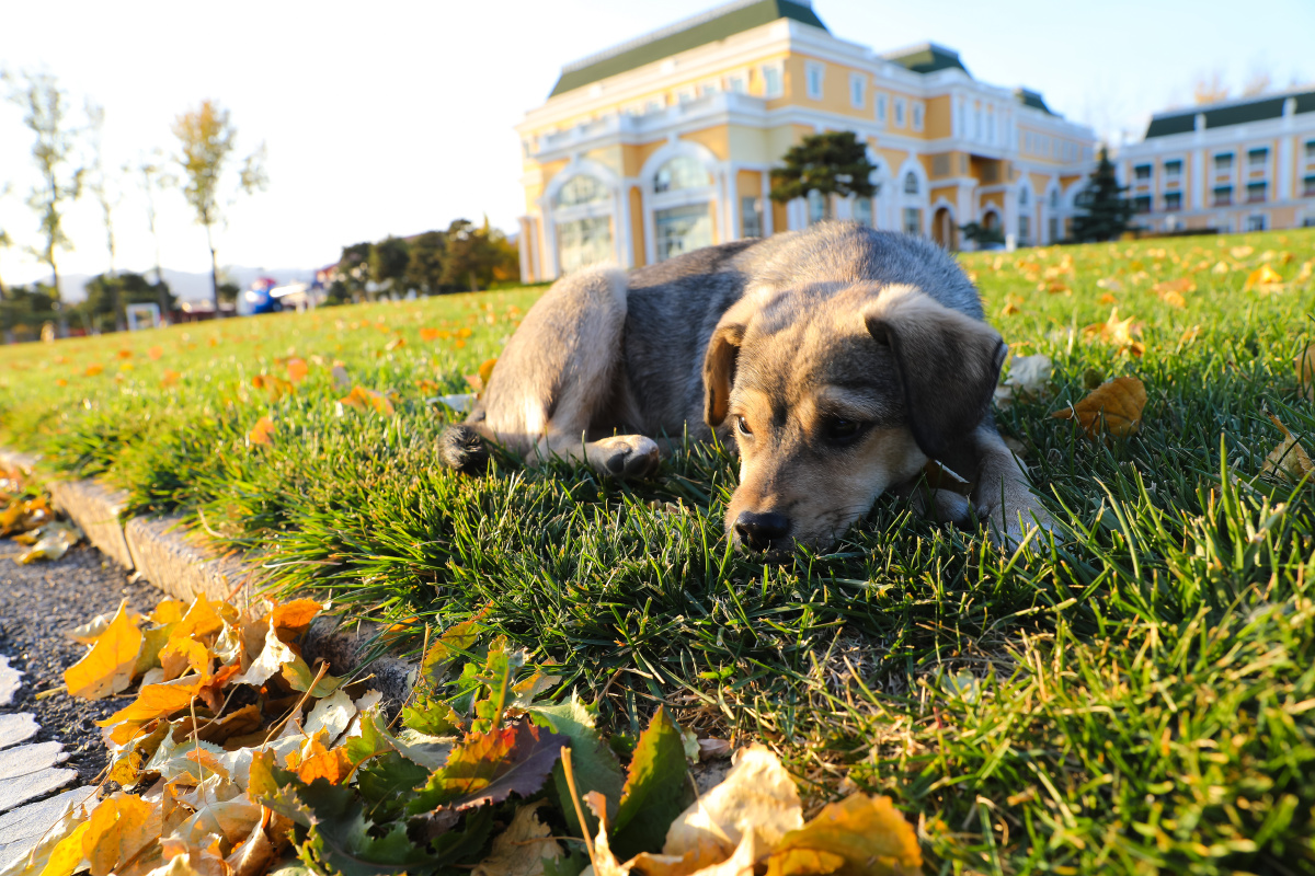中国秋天坐在趴在草坪草地上的狗狗中华田园犬