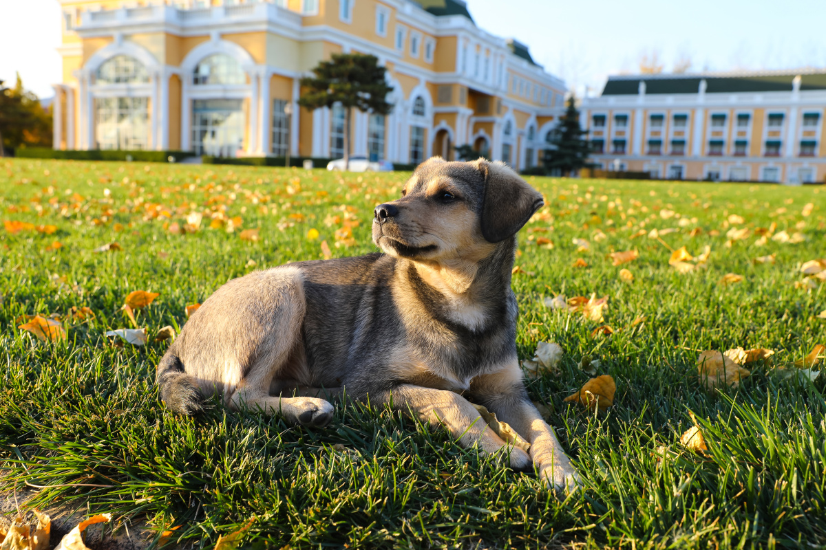 中国秋天坐在趴在草坪草地上的狗狗中华田园犬