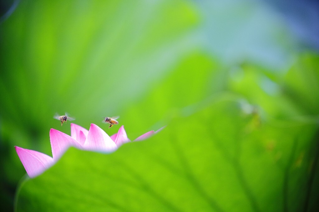 两只蜜蜂