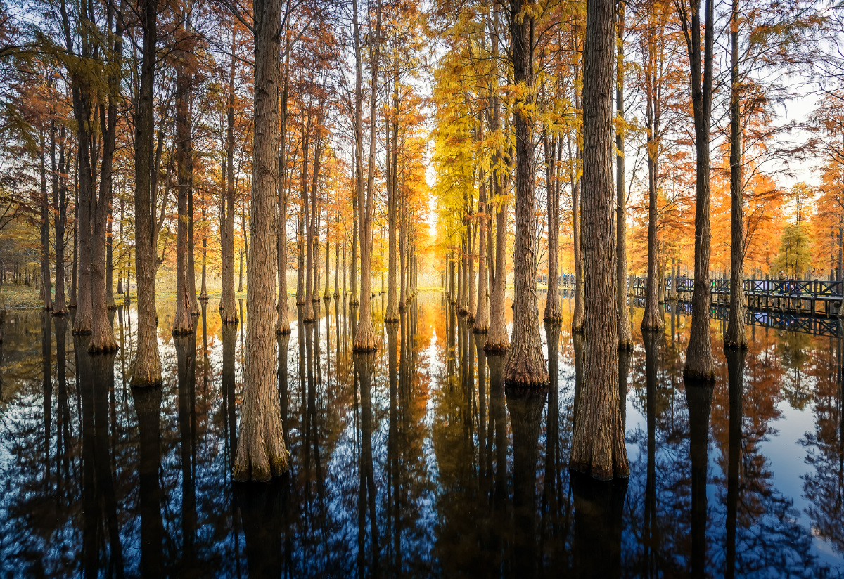 深秋的上海青西郊野公园水杉树林呈现出色彩纷呈的景象一大片水杉矗立
