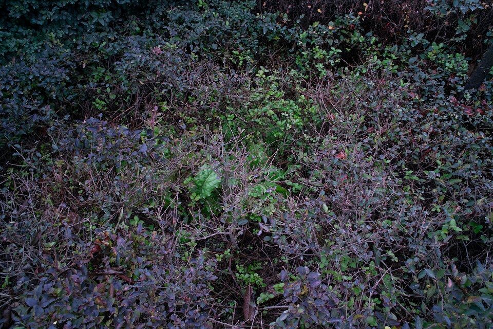 加入马帮第一帖<br />
深秋的野花坛