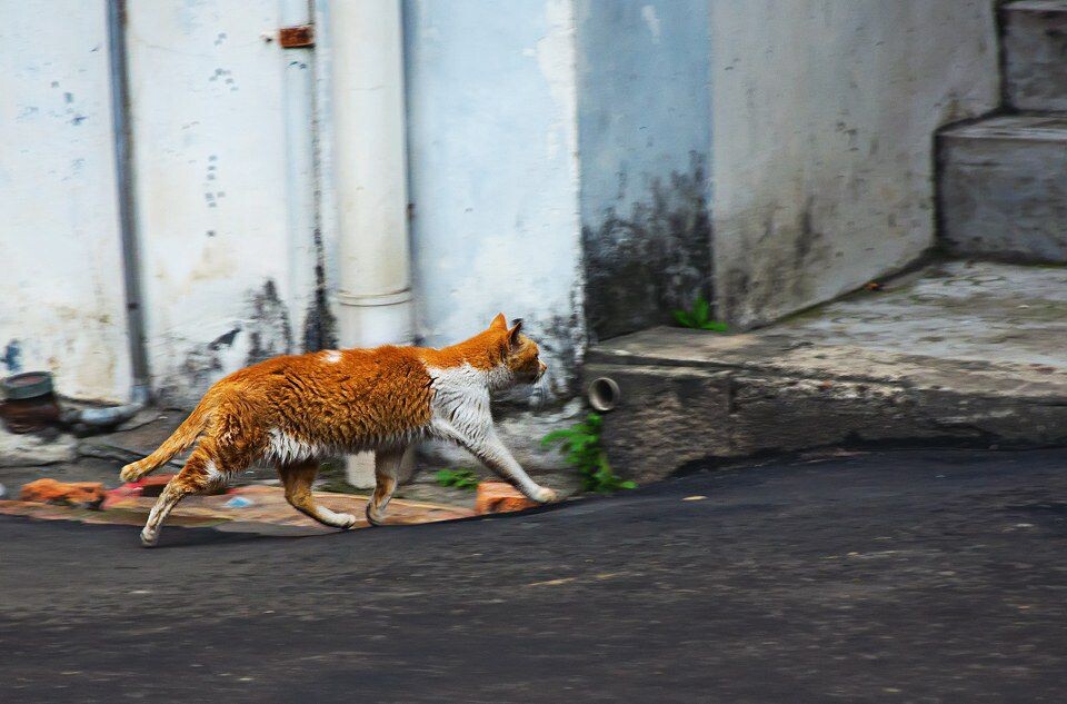 鼓浪屿的猫<br />
