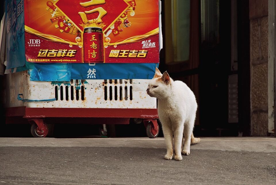 _DSC1000<br />
还是鼓浪屿的猫