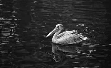 _DSC0008
