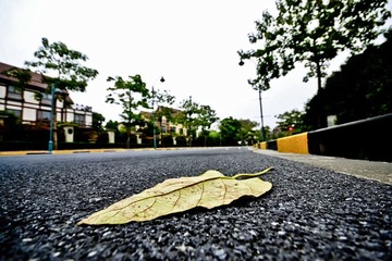 DSC_0330.jpg