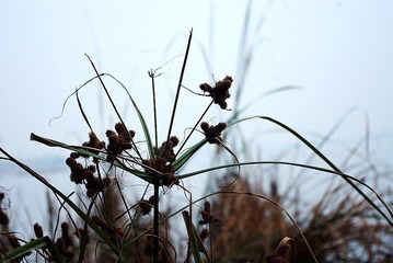 IMGP1218_conew1.JPG