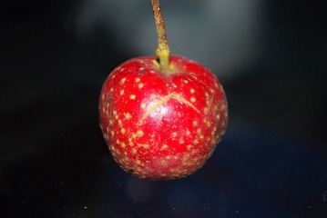IMGP1389_conew1.JPG