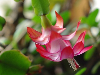 IMGP1588_conew1.jpg