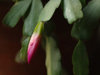 IMGP1636_conew1.jpg