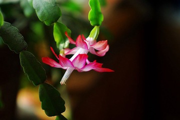 IMGP1627_conew1.jpg
