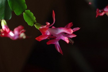 IMGP1628_conew1.jpg
