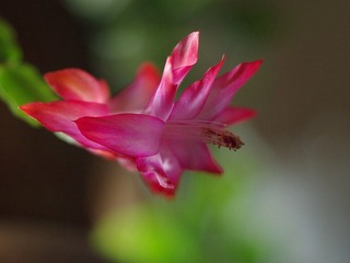 IMGP1634_conew1.jpg