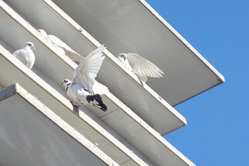 IMGP1712_conew1.jpg