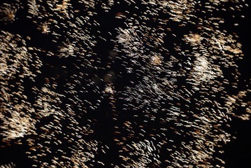 IMGP2070_conew1.JPG