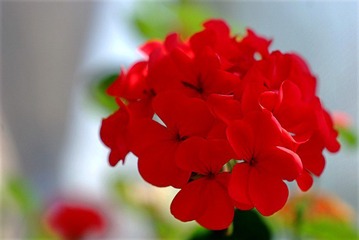 IMGP2271_conew1.JPG