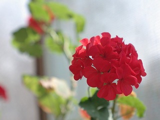 IMGP2269_conew1.JPG