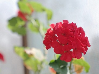 IMGP2269_conew2.JPG