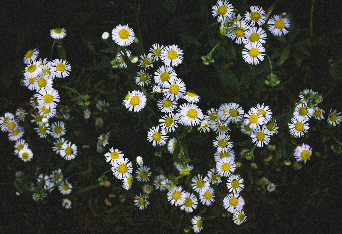 小雏菊