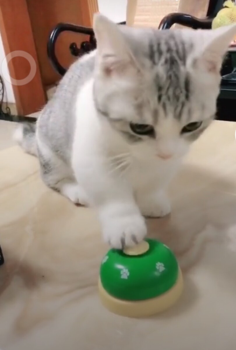 自动喂食器猫好用吗