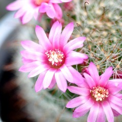 DSC_2752ss.jpg