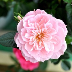 DSC_2760s.jpg