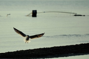 青海湖__4948.jpg