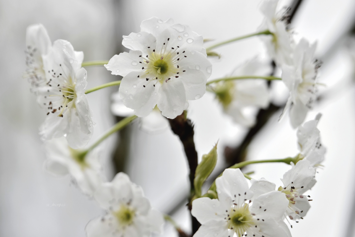洁白的树枝花雨漫天飞扬
