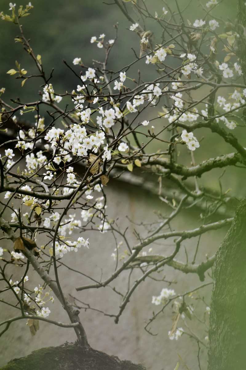 洁白的树枝花雨漫天飞扬