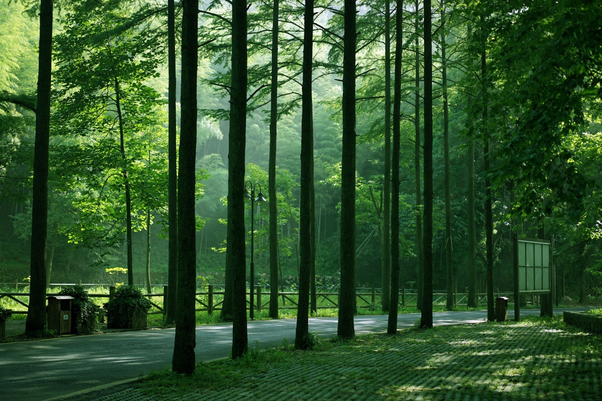 2019年夏拍摄于德清县莫干山景区