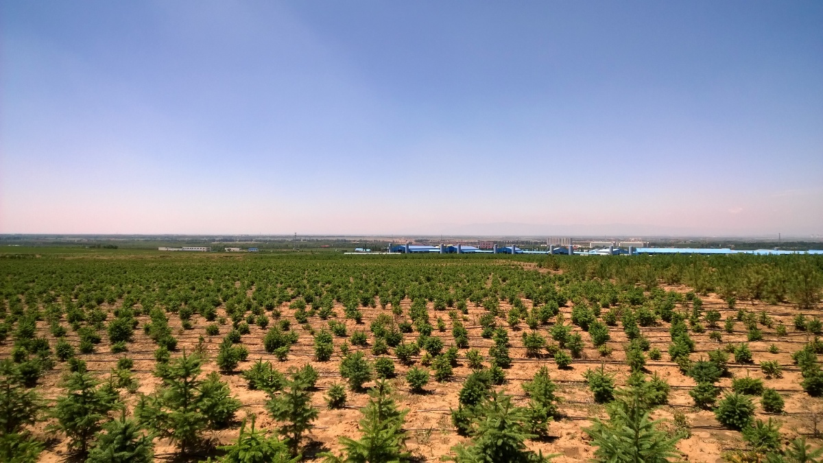 苗木基地苗木销售流程