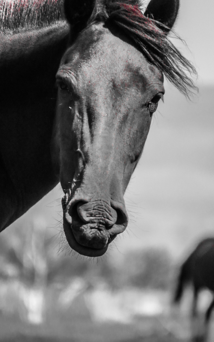 马骏马蒙古草原极简锁屏壁纸牧马少数民族传统民族文化还没有人打赏