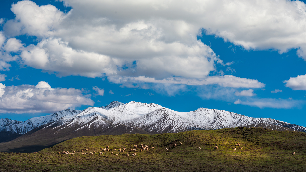 高原牧场 - 昆仑湖青海 - 图虫