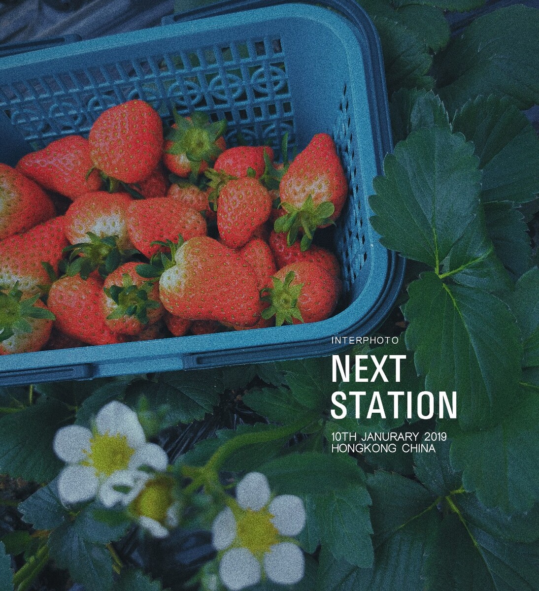 智能花盆种草莓,草莓怎么种蓬莱仙