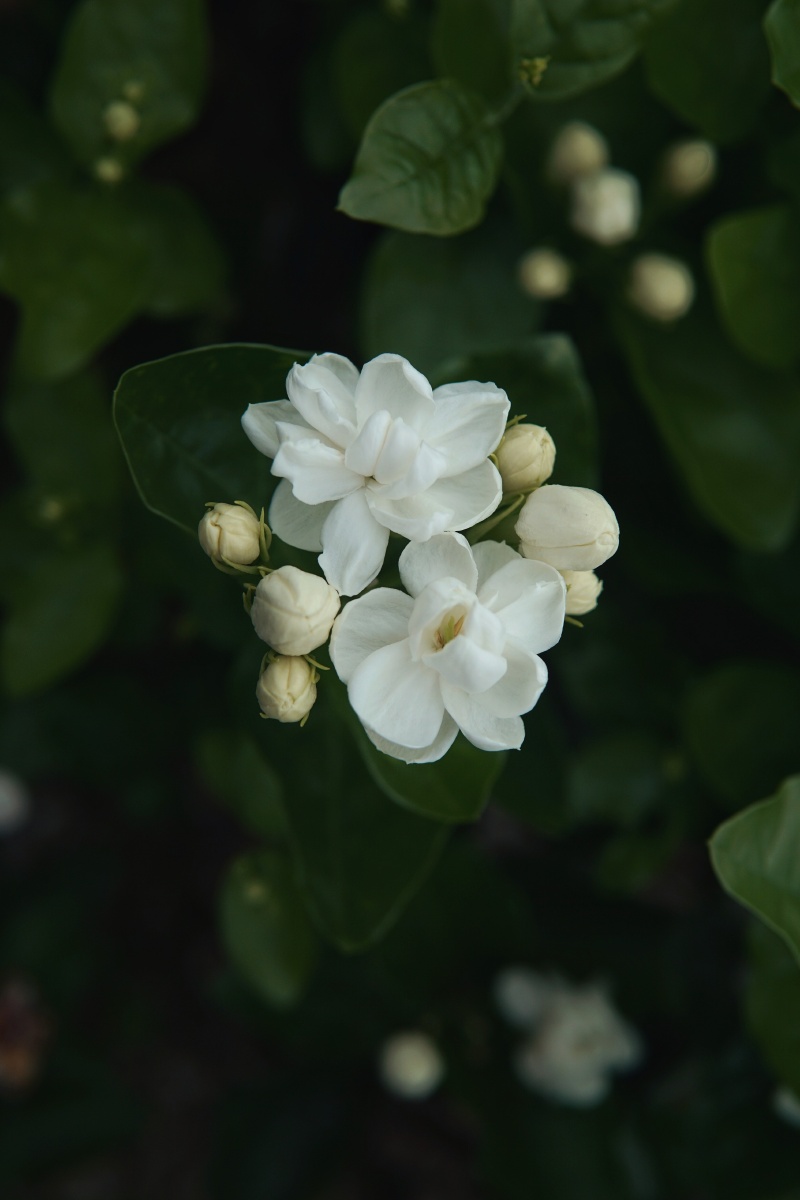 茉莉花