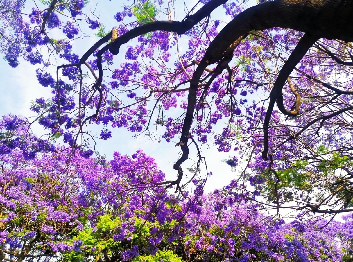 艽都不认识的你2021年5月7日1282关注蓝花楹神奇的慢门世界神奇倒影