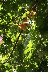 IMG_8994.jpg