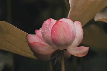 1000035668