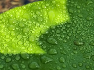 1000026402