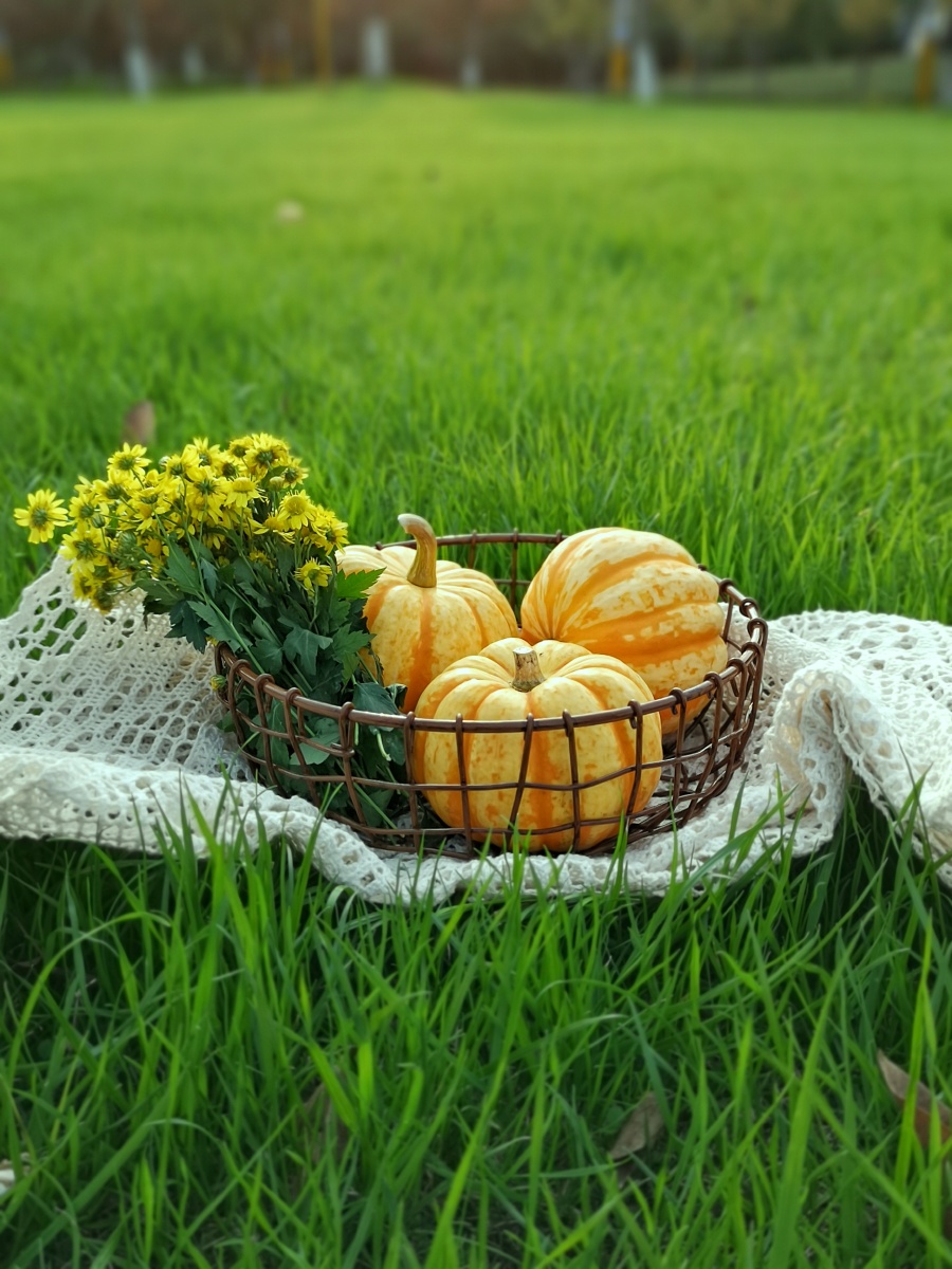 青青草地撷花一束一篮一花南瓜三两个