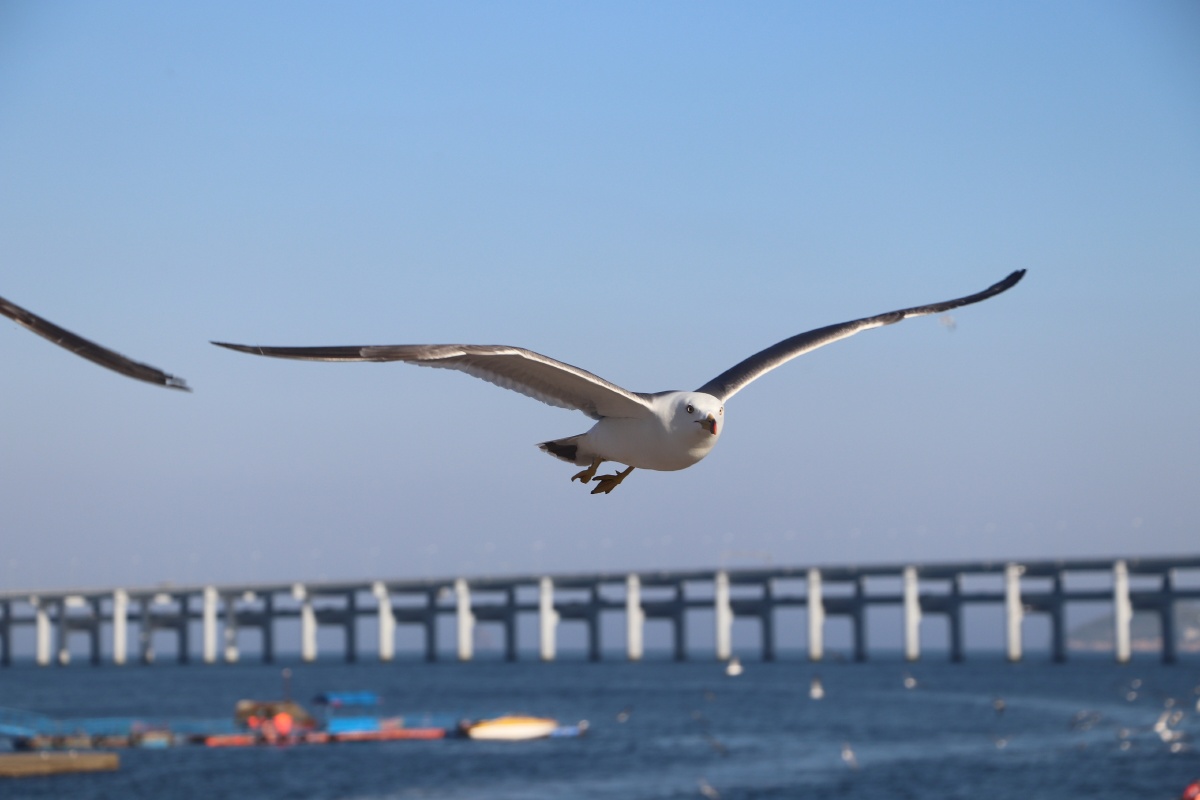 大连,海鸥灯塔和跨海大桥 - 才子恒