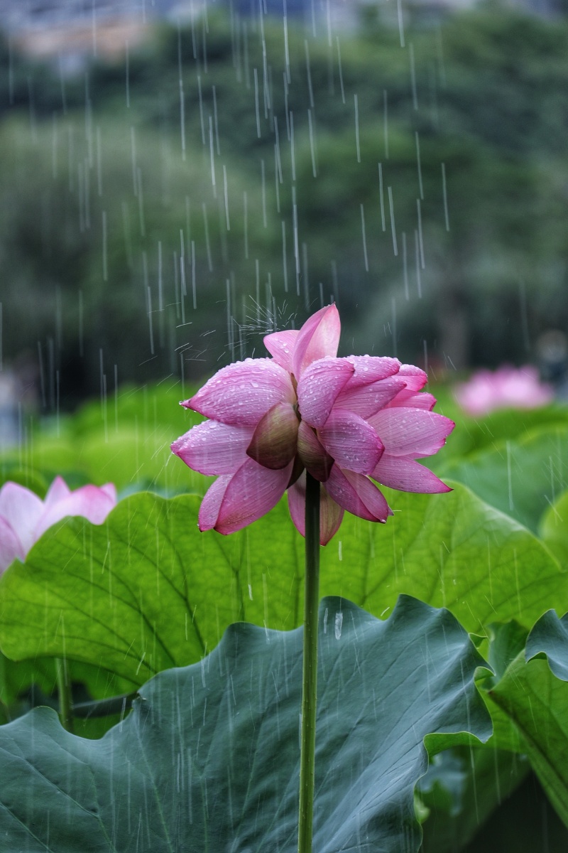 雨中并蒂莲